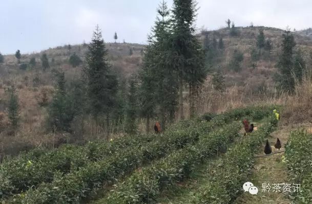 园林养鸡养殖技术_园林养殖养鸡技术规范_园林养殖场