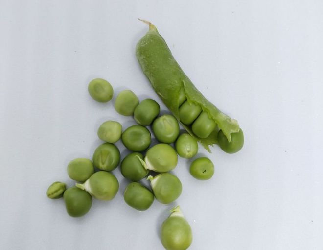 碗豆种植技术_碗豆的种植技术_种植技术碗豆技术要点