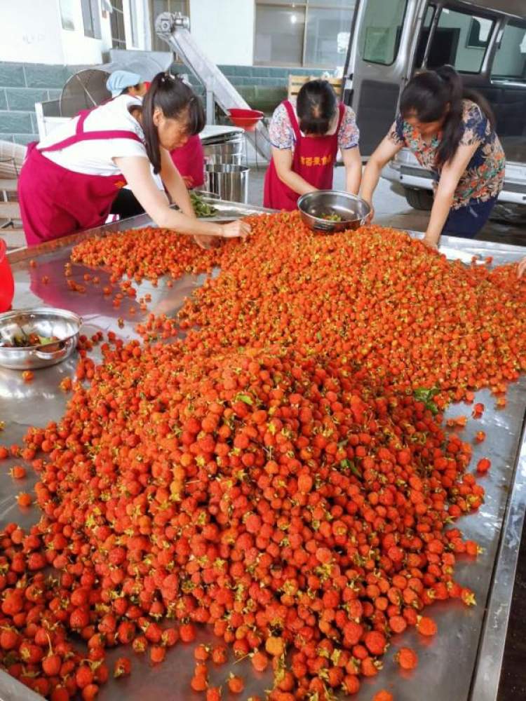 红树莓的种植技术_树莓种植技术与管理_树莓树怎么种