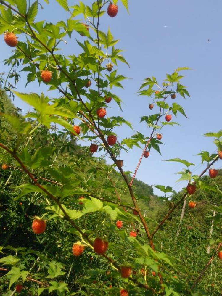 树莓树怎么种_红树莓的种植技术_树莓种植技术与管理