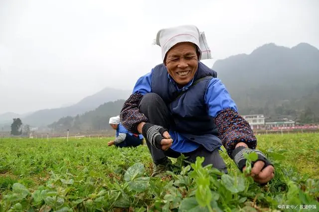 碗豆种植技术_碗豆种植方法视频_碗豆的种植技术