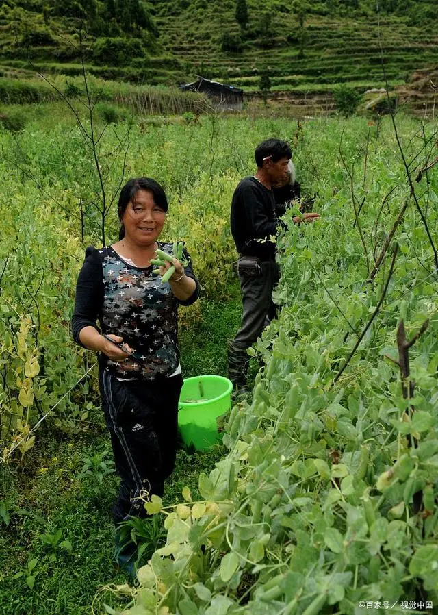 碗豆种植技术_碗豆的种植技术_碗豆种植方法视频