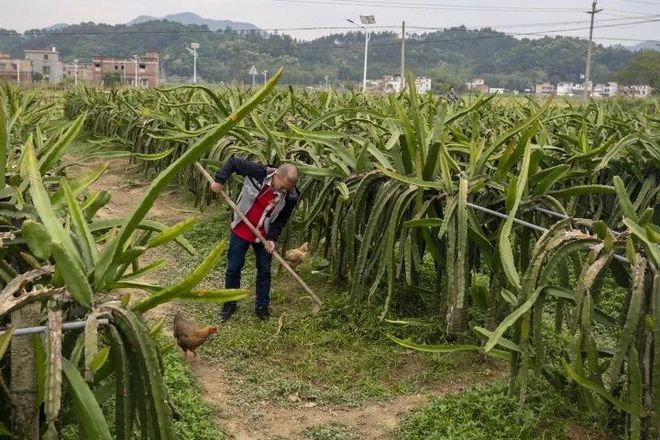 石榴种植效益_番石榴种植致富_致富石榴种植方法