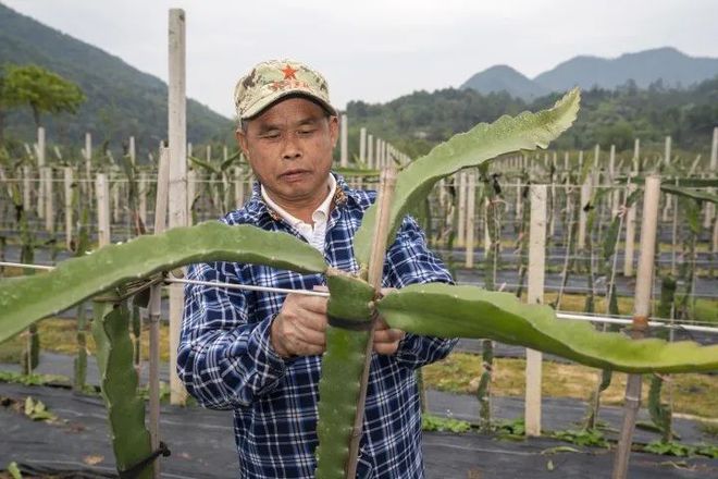 致富石榴种植方法_番石榴种植致富_石榴种植效益