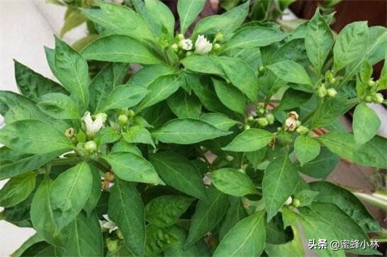 辣椒种植阳台种菜吧_阳台辣椒的种植_阳台种植辣椒致富