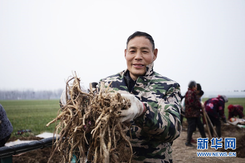 湖北种植桔梗致富_桔梗种植前景及价格_种植桔梗视频