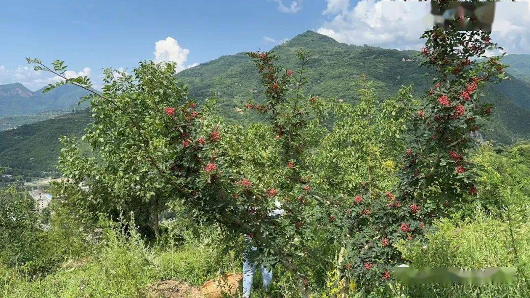 花椒养殖技术_花椒养殖方法和注意事项_花椒养殖技术与管理