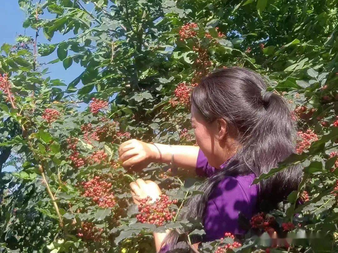 花椒养殖技术与管理_花椒养殖方法和注意事项_花椒养殖技术