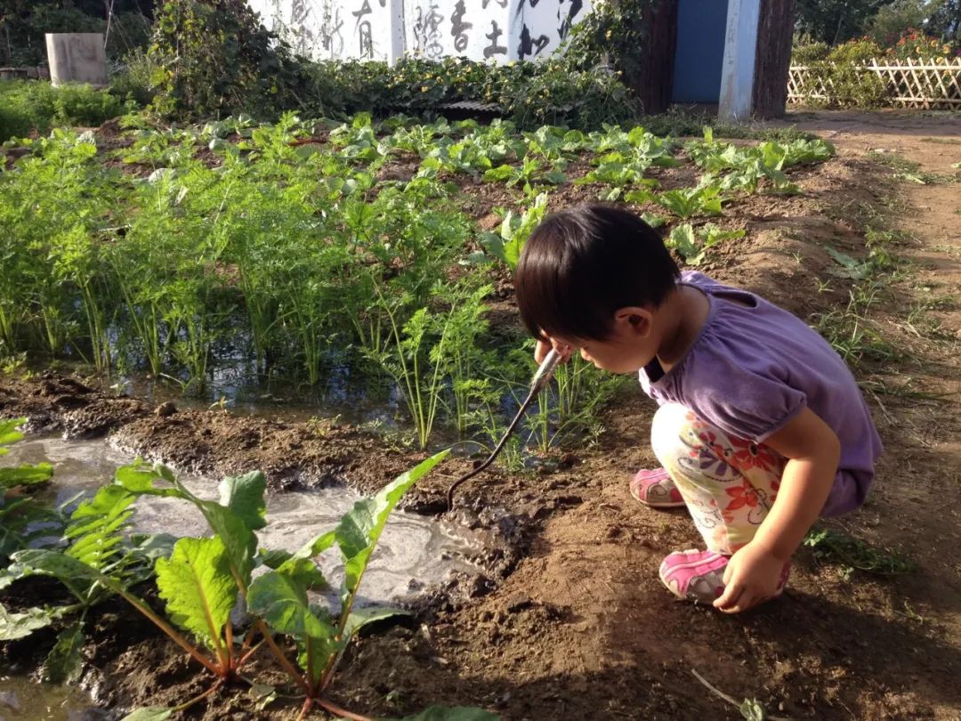 园林养鸡养殖技术_园林养殖养鸡技术规范_园林养鸡图片视频大全