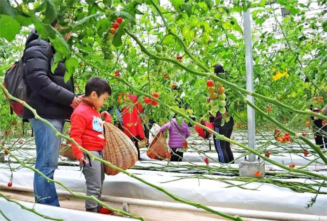 园林养殖养鸡技术规范_园林养鸡图片视频大全_园林养鸡养殖技术