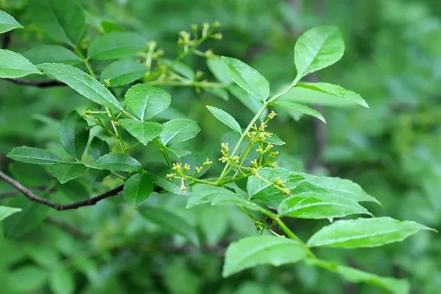 花椒养殖方法和注意事项_花椒养殖技术视频_花椒养殖技术