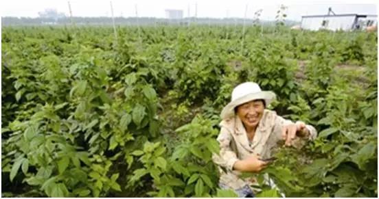 树莓树怎么种_红树莓的种植技术_树莓种植技术视频讲座