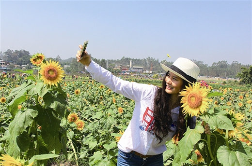 甘蔗种植园_黔江甘蔗种植致富_甘蔗种植基地