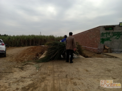 黔江甘蔗种植致富_甘蔗种植项目方案_甘蔗种植专家