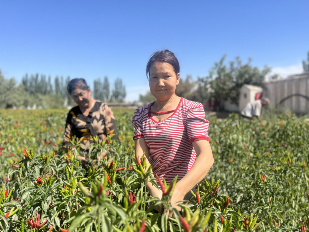 新疆种辣椒赚钱不_新疆种植辣椒致富_新疆种辣椒有没有补贴