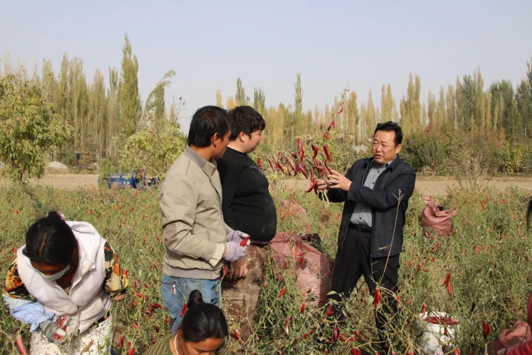 新疆种植辣椒致富_2020年新疆辣椒种植面积_新疆种辣椒赚钱不