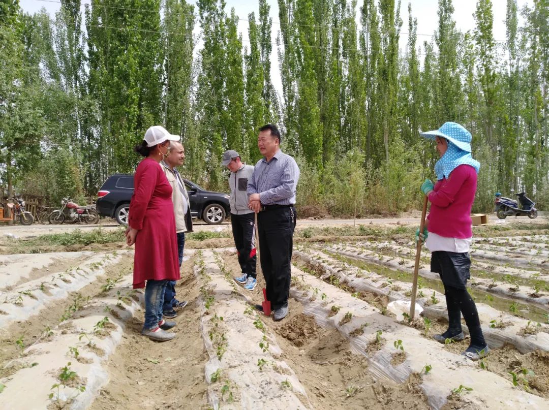 2020年新疆辣椒种植面积_新疆种辣椒赚钱不_新疆种植辣椒致富