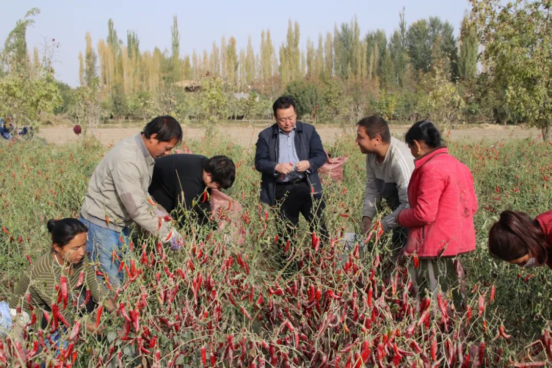 2020年新疆辣椒种植面积_新疆种植辣椒致富_新疆种辣椒赚钱不