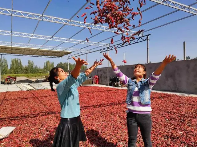 新疆辣椒种植基地_新疆种植辣椒致富_2020年新疆辣椒种植面积