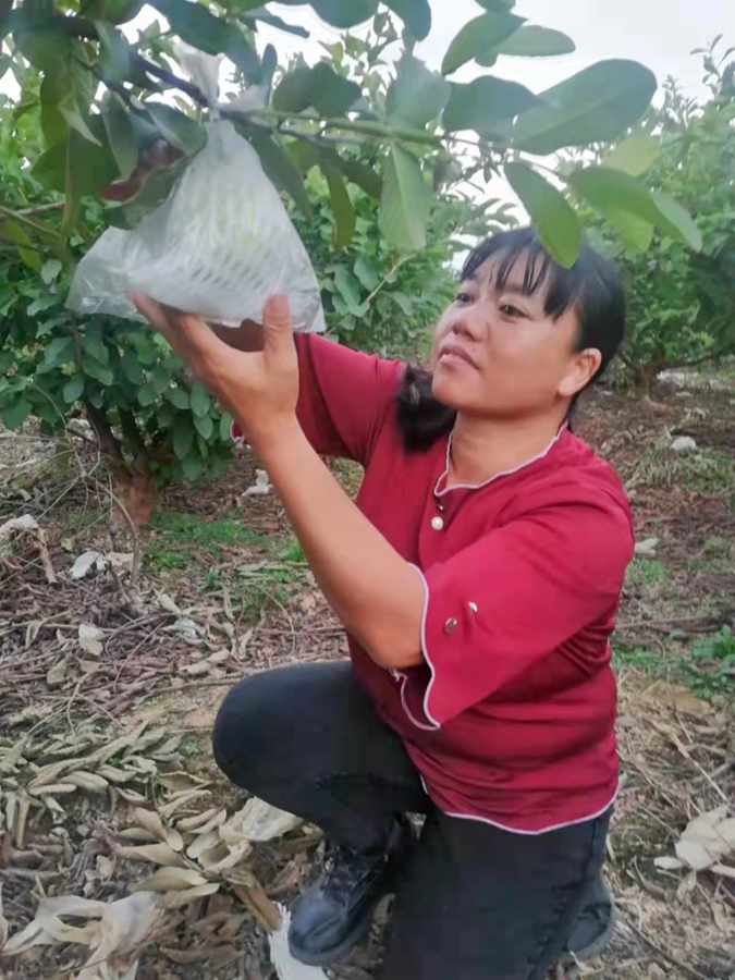 番石榴种植致富_石榴种植效益_石榴的种植前景与收益