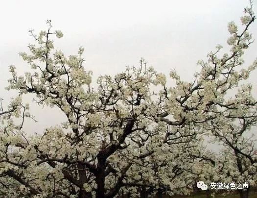 砀山县种什么农作物_砀山种植致富_砀山县种植结构