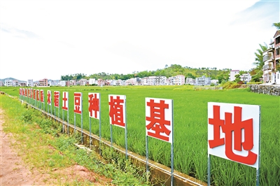 昔日荒田变沃土 致富路上稻花香