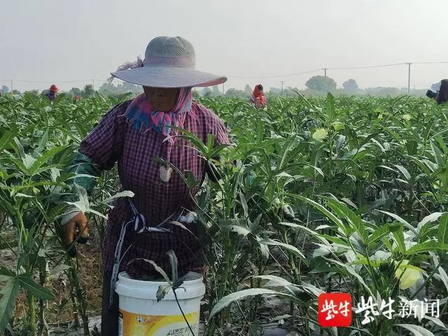 秋葵赚钱吗_秋葵的收益 致富经_种植秋葵致富