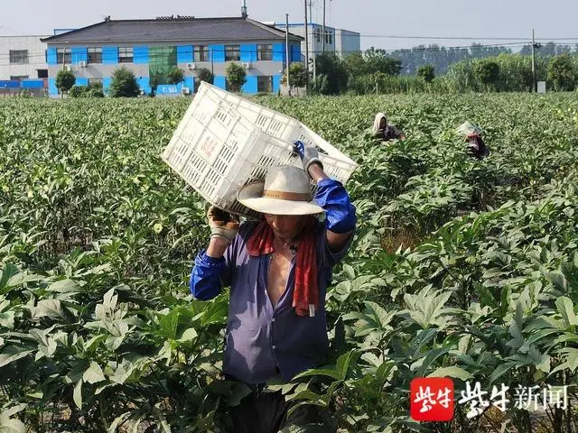 种植秋葵致富_秋葵赚钱吗_秋葵的收益 致富经