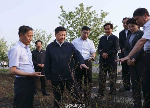 菖蒲种植致富_怎么种植菖蒲_种植菖蒲用什么植料