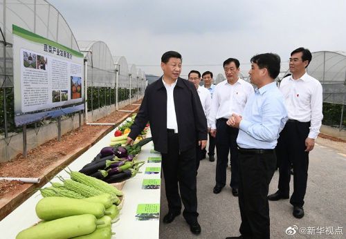 种植菖蒲用什么植料_菖蒲种植致富_怎么种植菖蒲