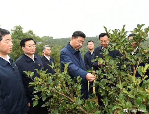 种植菖蒲用什么植料_怎么种植菖蒲_菖蒲种植致富