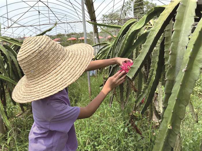 大足种植致富_大足区农业种植补贴_大足苗木基地