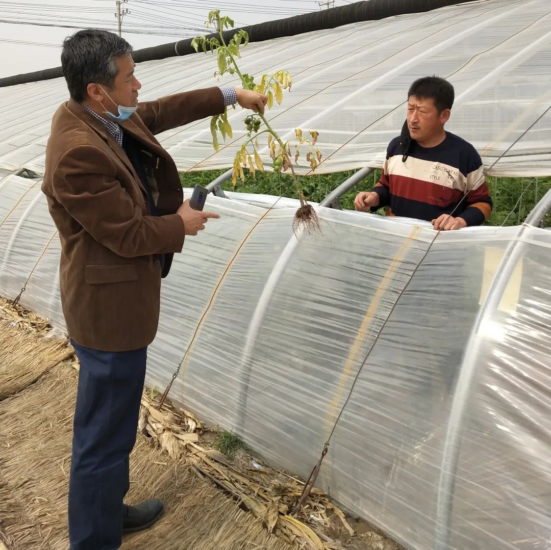 天津绿白菜种子_天津绿大白菜种植距离_天津绿白菜种植技术