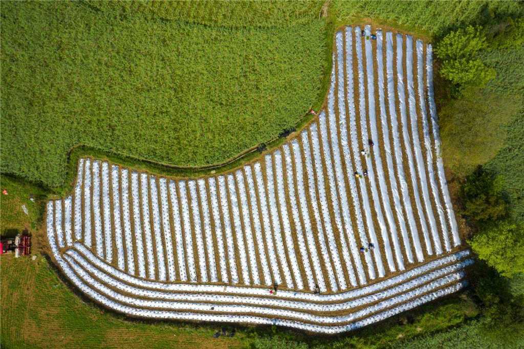 新疆辣椒种植基地_新疆种植辣椒致富_新疆种辣椒赚钱不