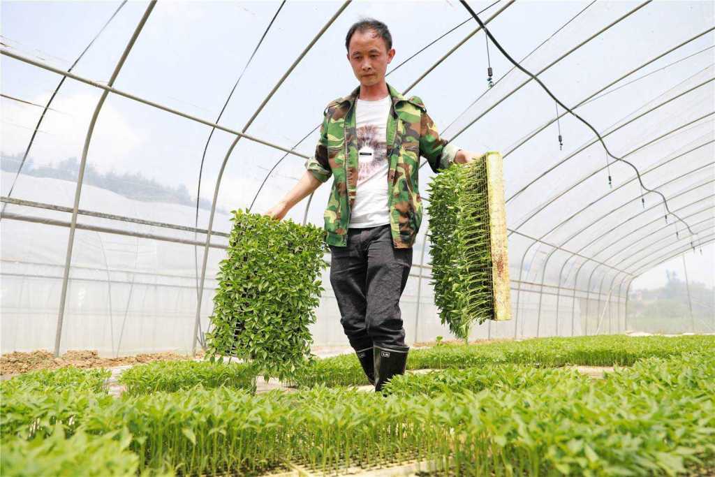 新疆辣椒种植基地_新疆种植辣椒致富_新疆种辣椒赚钱不