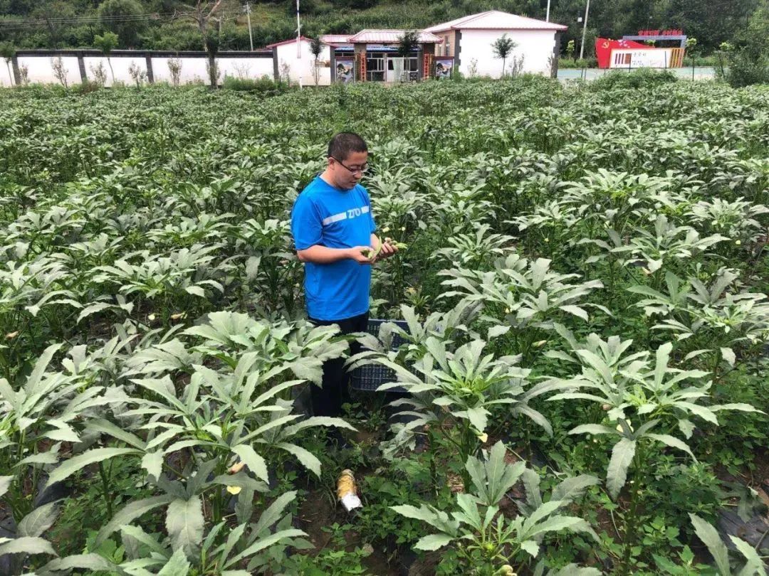 秋葵的收益 致富经_种植秋葵致富_秋葵经济效益