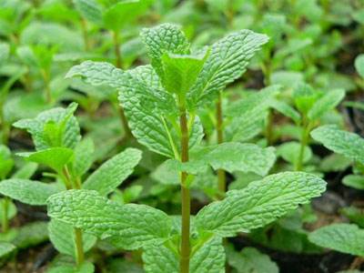 野菜种植技术_野菜种植技术及栽培方法_野菜种植技术上哪学