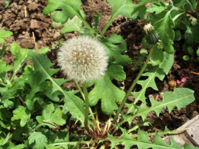 野菜种植技术_野菜种植技术上哪学_野菜种植技术及栽培方法