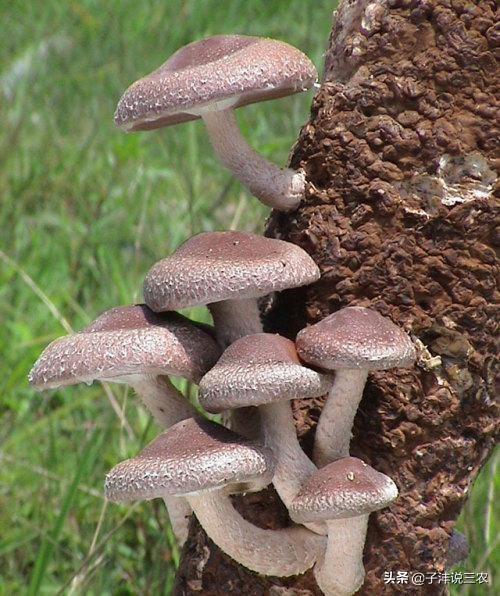 《农民致富经四》香菇的种植高产技术