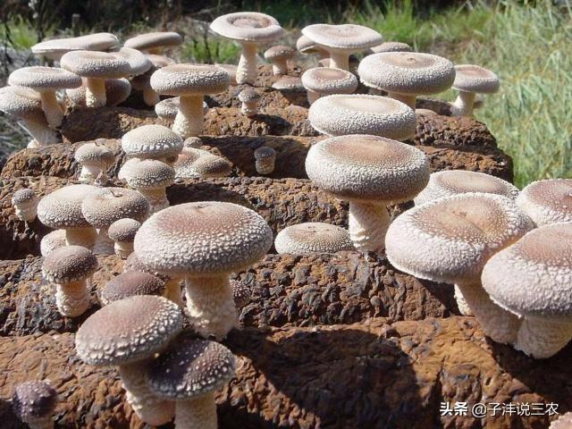 致富种植食用菌技术视频_致富经食用菌种植技术_种植食用菌技术大全