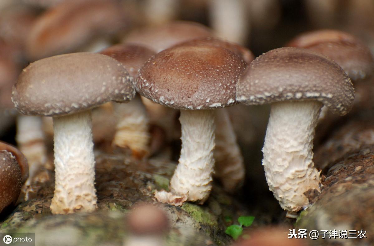 致富种植食用菌技术视频_致富经食用菌种植技术_种植食用菌技术大全