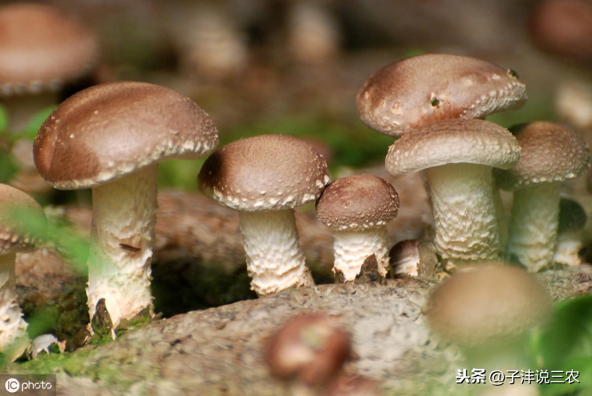 致富种植食用菌技术视频_致富经食用菌种植技术_种植食用菌技术大全