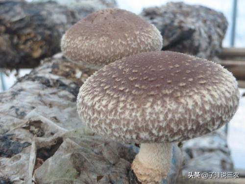 致富经食用菌种植技术_致富种植食用菌技术视频_种植食用菌技术大全