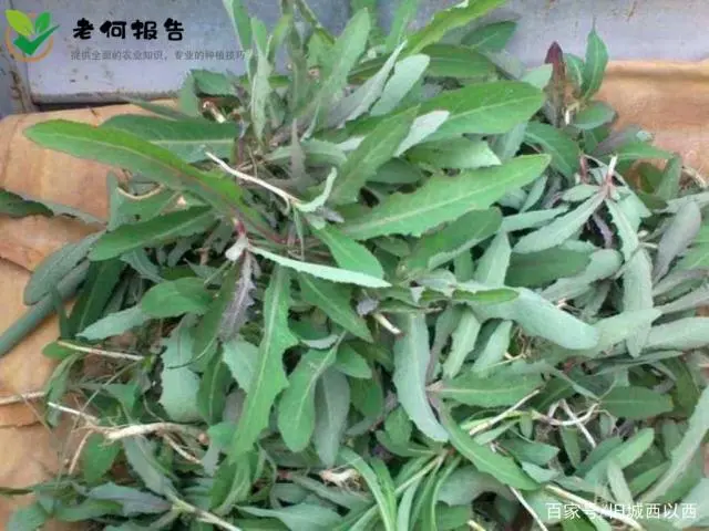 野菜种植技术上哪学_野菜种植技术及栽培方法培训班_野菜种植技术