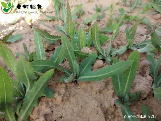 野菜种植技术_野菜种植技术上哪学_野菜种植技术及栽培方法培训班