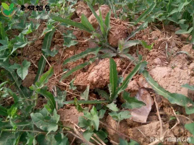 野菜种植技术上哪学_野菜种植技术及栽培方法培训班_野菜种植技术