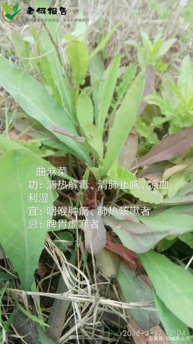 野菜种植技术_野菜种植技术及栽培方法培训班_野菜种植技术上哪学