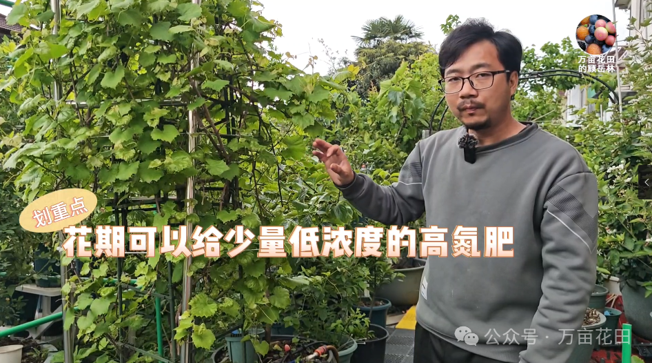 如何盆栽葡萄苗_盆栽葡萄苗的种植方法和技术_盆栽葡萄苗怎样种植技术