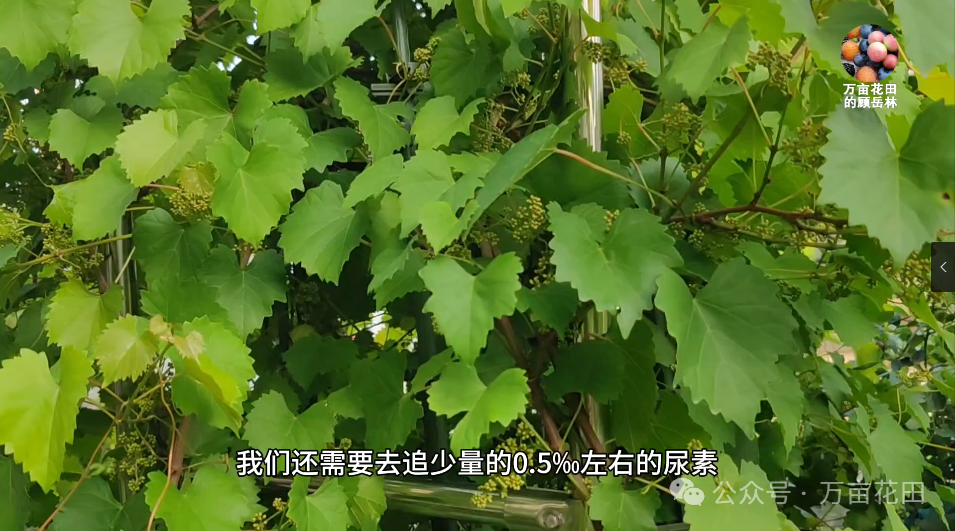 如何盆栽葡萄苗_盆栽葡萄苗怎样种植技术_盆栽葡萄苗的种植方法和技术