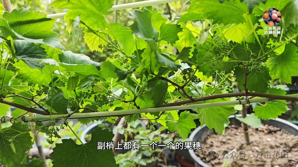 盆栽葡萄苗怎样种植技术_如何盆栽葡萄苗_盆栽葡萄苗的种植方法和技术